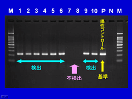 図　電気泳動パターン解析