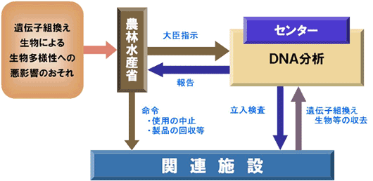 図 カルタヘナ法に基づく立入検査等の流れ